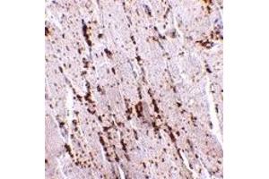 Immunohistochemistry (IHC) image for anti-Scavenger Receptor Class B, Member 2 (SCARB2) (Middle Region) antibody (ABIN1030987) (SCARB2 anticorps  (Middle Region))