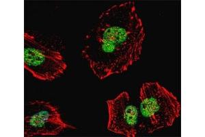 Fluorescent confocal image of HeLa cell stained with Nucleolin antibody at 1:25.