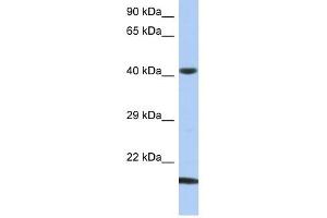 SEC14L4 antibody used at 1 ug/ml to detect target protein. (SEC14L4 anticorps)