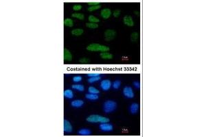 ICC/IF Image Immunofluorescence analysis of paraformaldehyde-fixed Human ESC, using Oct4, antibody at 1:80 dilution. (OCT4 anticorps)