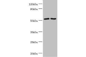 Western blot All lanes: Suppressor of fused homolog antibody at 4 μg/mL Lane 1: HepG2 whole cell lysate Lane 2: Hela whole cell lysate Lane 3: Mouse kidney tissue Secondary Goat polyclonal to rabbit IgG at 1/10000 dilution Predicted band size: 54, 48, 53 kDa Observed band size: 54 kDa (SUFUH anticorps  (AA 325-484))