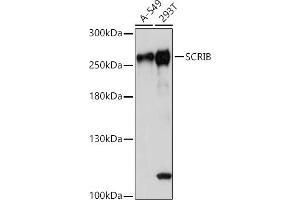Western blot analysis of extracts of various cell lines, using SCRIB antibody (ABIN7270164) at 1:1000 dilution. (SCRIB anticorps)