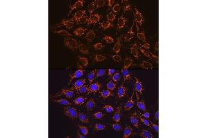 Immunofluorescence analysis of C6 cells using IDH2 Rabbit mAb (ABIN7268028) at dilution of 1:100 (40x lens). (IDH2 anticorps)