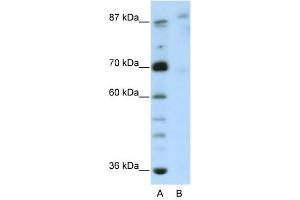 GLIS3 antibody (20R-1239) used at 0.