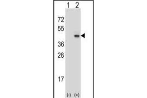 Western blot analysis of SYP (arrow) using rabbit polyclonal SYP Antibody (C-term) (ABIN6242563 and ABIN6577334). (Synaptophysin anticorps  (C-Term))