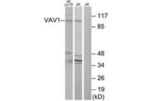 Western blot analysis of extracts from Jurkat cells, using VAV1 (Ab-174) Antibody. (VAV1 anticorps  (AA 141-190))