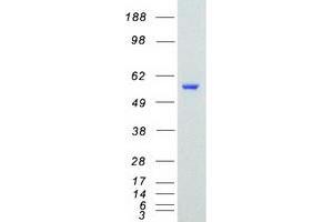 Validation with Western Blot