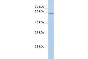 WB Suggested Anti-ANGPTL2 Antibody Titration: 0. (ANGPTL2 anticorps  (N-Term))