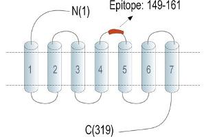 anti-Adenosine A3 Receptor (ADORA3) (AA 149-161), (Extracellular), (Loop 2) antibody