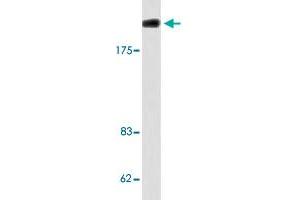 Western blot analysis of COLO 205 cell lysate with LAMA4 polyclonal antibody .