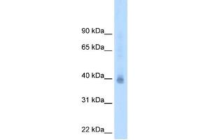 WB Suggested Antibody Titration:  2.