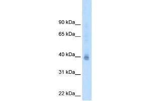 WB Suggested Antibody Titration:  2. (NR2F2 anticorps  (N-Term))