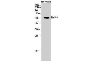 Western Blotting (WB) image for anti-Bone Morphogenetic Protein 7 (BMP7) (Internal Region) antibody (ABIN3183530)