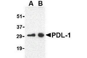 Western Blotting (WB) image for anti-CD274 (PD-L1) (Center) antibody (ABIN2479616) (PD-L1 anticorps  (Center))