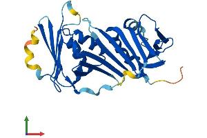 AlphaFold protein structure predicition of Human Recombinant RAD1 Protein, UniprotID O60671