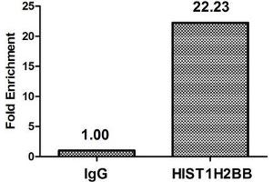 Chromatin Immunoprecipitation Hela (4*10 6 , treated with 30 mM sodium butyrate for 4h) were treated with Micrococcal Nuclease, sonicated, and immunoprecipitated with 8 μg anti-HIST1H2BB (ABIN7139185) or a control normal rabbit IgG. (HIST1H2BB anticorps  (acLys5))