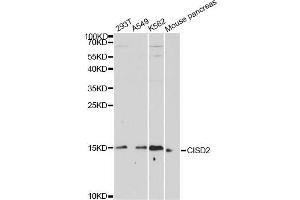 Western blot analysis of extracts of various cell lines, using CISD2 antibody. (CISD2 anticorps)