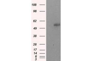 Image no. 2 for anti-Nucleotide Exchange Factor SIL1 (SIL1) antibody (ABIN1496811) (SIL1 anticorps)