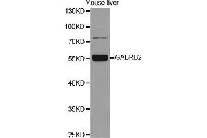 Western blot analysis of extracts of mouse liver, using GABRB2 antibody (ABIN5970962) at 1/1000 dilution. (GABRB2 anticorps)