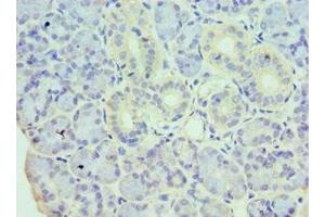 Immunohistochemistry of paraffin-embedded human pancreatic tissue using ABIN7155328 at dilution of 1:100