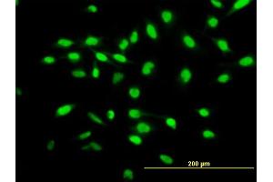 Immunofluorescence of purified MaxPab antibody to WISP1 on HeLa cell. (WISP1 anticorps  (AA 1-280))