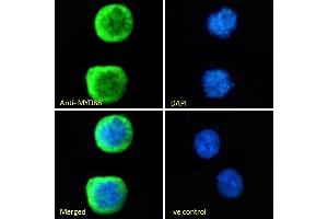 (ABIN185362) Immunofluorescence analysis of paraformaldehyde fixed Jurkat cells, permeabilized with 0.