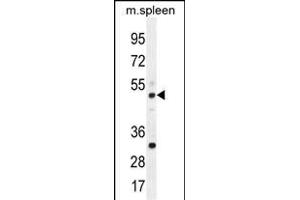 TBC1D13 Antibody (Center) (ABIN655819 and ABIN2845243) western blot analysis in mouse spleen tissue lysates (35 μg/lane).