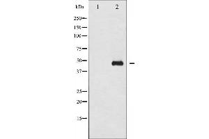 Western blot analysis of GATA1 phosphorylation expression in EPO treated COS7 whole cell lysates,The lane on the left is treated with the antigen-specific peptide. (GATA1 anticorps  (pSer310))