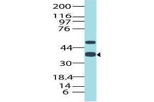 Image no. 1 for anti-Transcription Termination Factor, RNA Polymerase I (TTF1) (AA 21-286) antibody (ABIN5027609) (TTF1 anticorps  (AA 21-286))