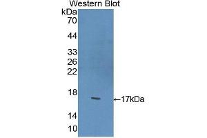 Western Blotting (WB) image for anti-Brain-Derived Neurotrophic Factor (BDNF) (AA 117-248) antibody (ABIN3209744) (BDNF anticorps  (AA 117-248))