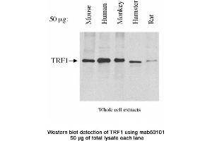 Image no. 2 for anti-Telomeric Repeat Binding Factor (NIMA-Interacting) 1 (TERF1) antibody (ABIN363255)