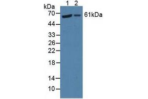 Figure. (P4HA2 anticorps  (AA 207-520))