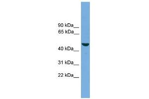 WB Suggested Anti-ZMAT1 Antibody Titration:  0. (ZMAT1 anticorps  (Middle Region))