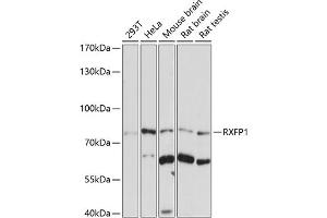 Western blot analysis of extracts of various cell lines, using RXFP1 antibody (ABIN7269907) at 1:1000 dilution. (RXFP1 anticorps  (AA 673-757))