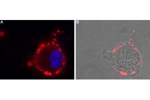 Expression of GABA(A) ε receptor in human  MG cellsCell surface detection of GABA(A) ε receptor in intact living human  MG cells.