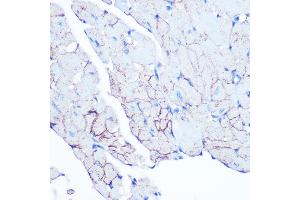 Immunohistochemistry of paraffin-embedded mouse heart using Flotillin 1 Rabbit mAb (ABIN3017206, ABIN3017207, ABIN1680028 and ABIN1680029) at dilution of 1:100 (40x lens). (Flotillin 1 anticorps)