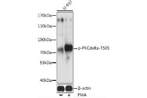 Western blot analysis of extracts of U-937 cells, using Phospho-PKC delta-T505 antibody (ABIN6135291, ABIN6136204, ABIN6136205 and ABIN6225674) at 1:2000 dilution. (PKC delta anticorps  (pThr505))