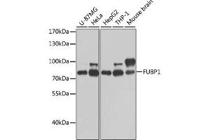 Western blot analysis of extracts of various cell lines, using FUBP1 antibody (ABIN6130392, ABIN6140802, ABIN6140804 and ABIN6221231) at 1:1000 dilution. (FUBP1 anticorps  (AA 302-644))