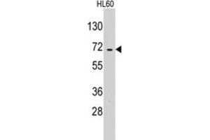 Western Blotting (WB) image for anti-Glutamyl-tRNA Synthetase 2 Mitochondrial (EARS2) antibody (ABIN3003298) (EARS2 anticorps)