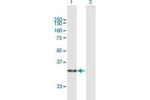 Western Blot analysis of ELAVL1 expression in transfected 293T cell line by ELAVL1 MaxPab polyclonal antibody. (ELAVL1 anticorps  (AA 1-326))