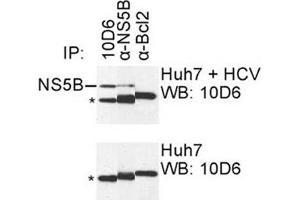 IP was carried out with NS5B specific mAb 10D6 using the lysates of Huh7 cells harboring selectable subgenomic HCV RNA replicon (upper panel) or plain Huh7 cells (lower panel). (HCV 1b NS5B anticorps  (AA 111-130))