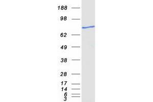 Validation with Western Blot
