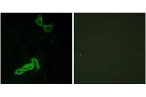Immunofluorescence analysis of MCF7 cells, using GPR137C Antibody. (GPR137C anticorps  (AA 256-305))