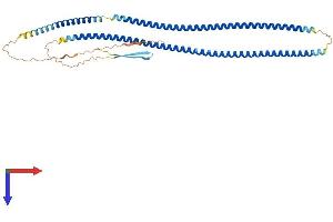 AlphaFold protein structure predicition of Mouse Recombinant Gfap Protein, UniprotID P03995
