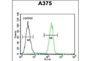 C1QTNF1 Antibody (N-term) (ABIN390541 and ABIN2840881) flow cytometric analysis of  cells (right histogram) compared to a negative control cell (left histogram).