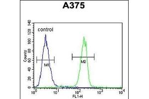 C1QTNF1 Antibody (N-term) (ABIN390541 and ABIN2840881) flow cytometric analysis of  cells (right histogram) compared to a negative control cell (left histogram). (C1QTNF1 anticorps  (N-Term))