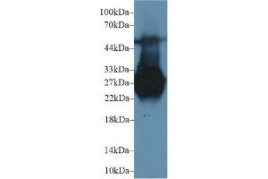 Western Blot; Sample: Rat Liver lysate; Primary Ab: 1µg/ml Rabbit Anti-Rat MBL Antibody Second Ab: 0.
