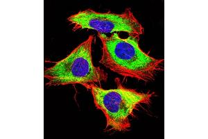 Immunofluorescent analysis of 4 % paraformaldehyde-fixed, 0.