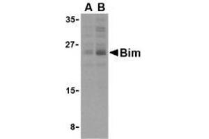 Western blot analysis of Bim in K562 cell lysates with AP30151PU-N Bim antibody (IN2) at (A) 2. (BIM anticorps  (Intermediate Domain 2))