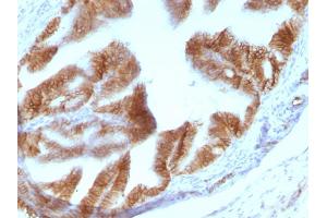 Formalin-fixed, paraffin-embedded Rat Oviduct stained with EpCAM Mouse Monoclonal Antibody (EGP40/1110). (EpCAM anticorps  (Cytoplasmic Domain))